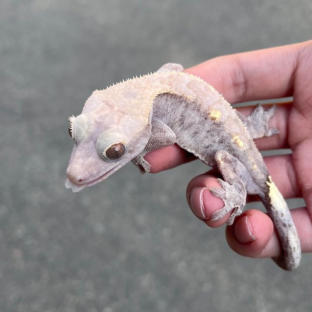 Hypo Cappuccino