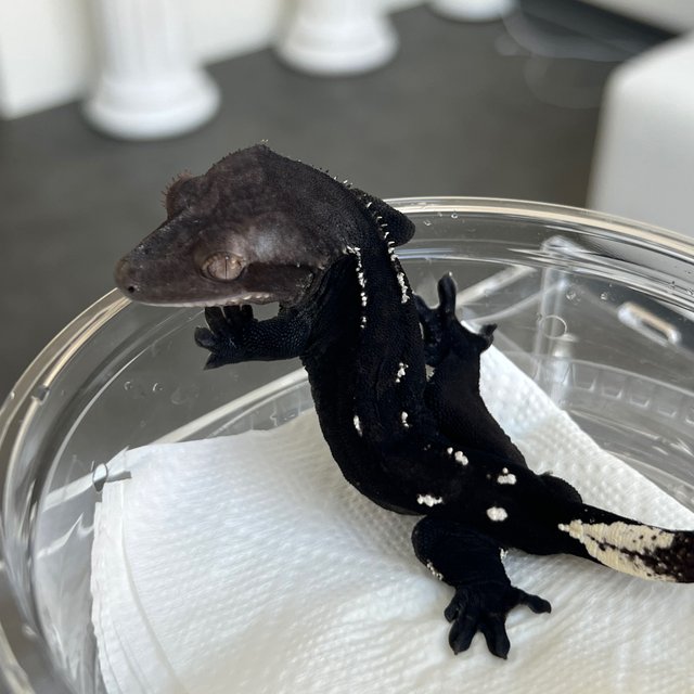 Axanthic Dark