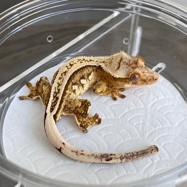 100% Het Axanthic Super Stripe White Spot Quad