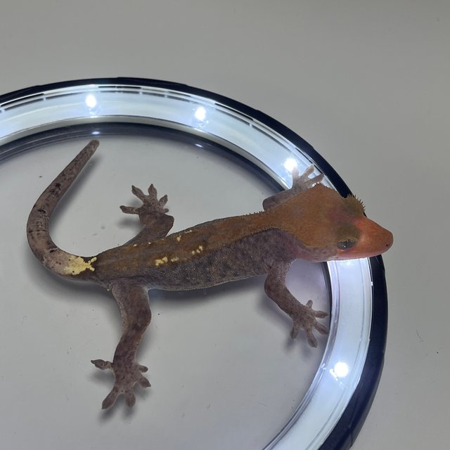 하이포 카푸치노