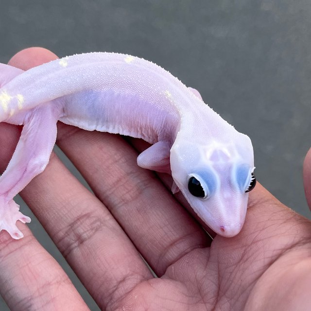 Super Hypo
