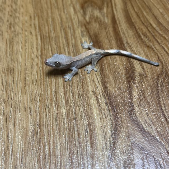 세이블