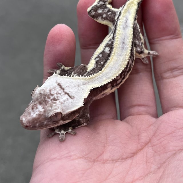 Lilly Axanthic Solid Back White Spot