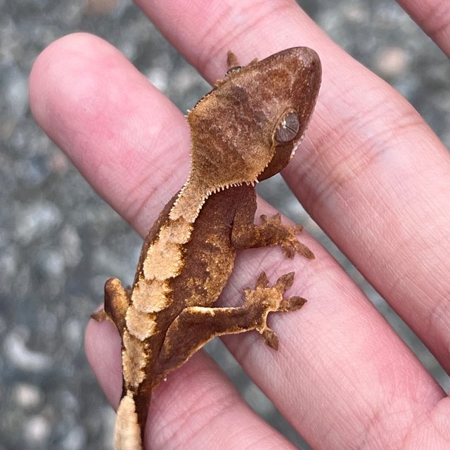 100% Het Axanthic Pied