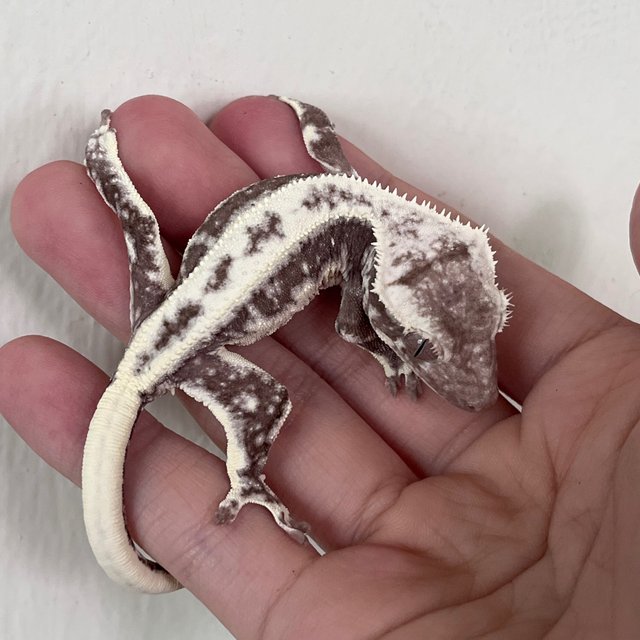 LW Sable Axanthic Lilly Axanthic Sable