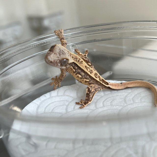 White Spot 100% Het Axanthic