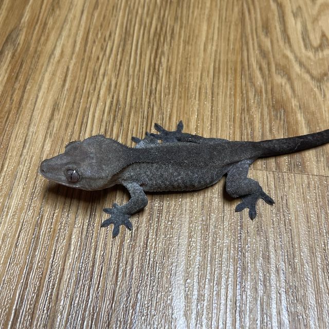 아잔틱 패턴리스