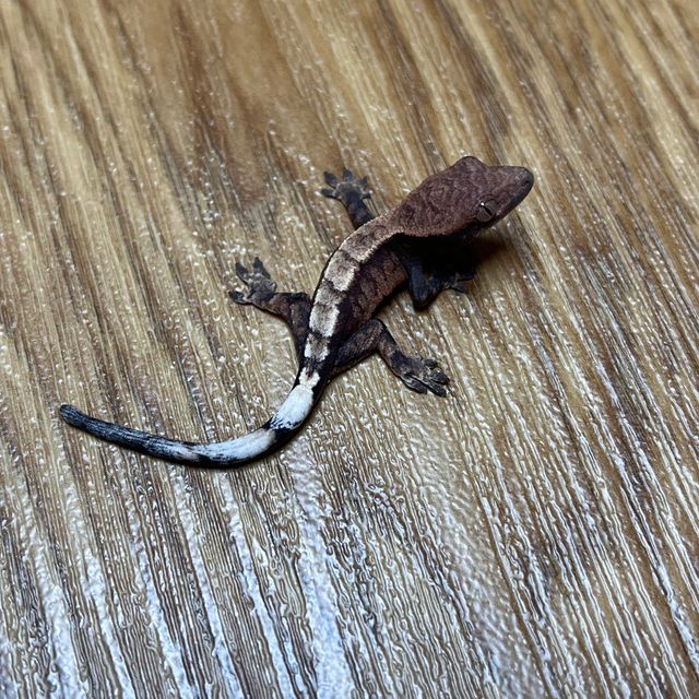 세이블