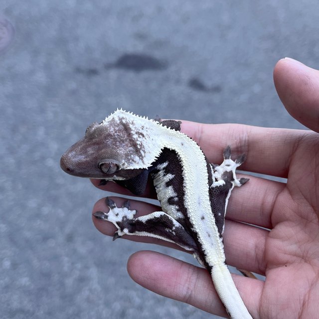 Solid Back Lilly Axanthic
