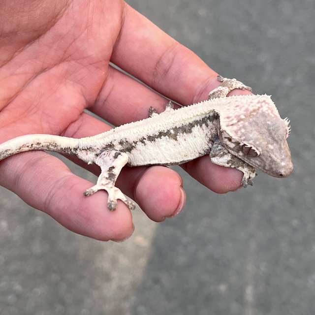 100% Het Axanthic Lilly 100% Het Axanthic LW Sable