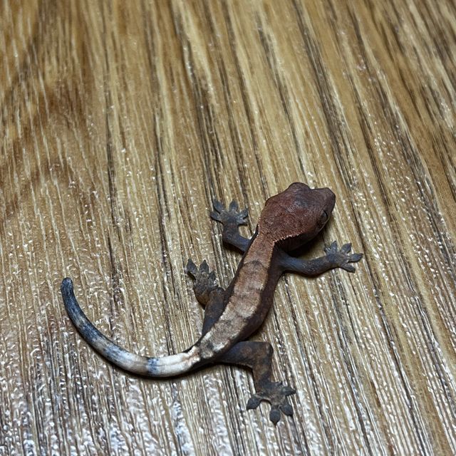 세이블
