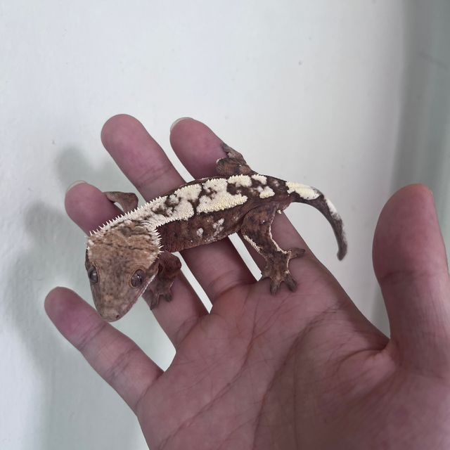 세이블 크림