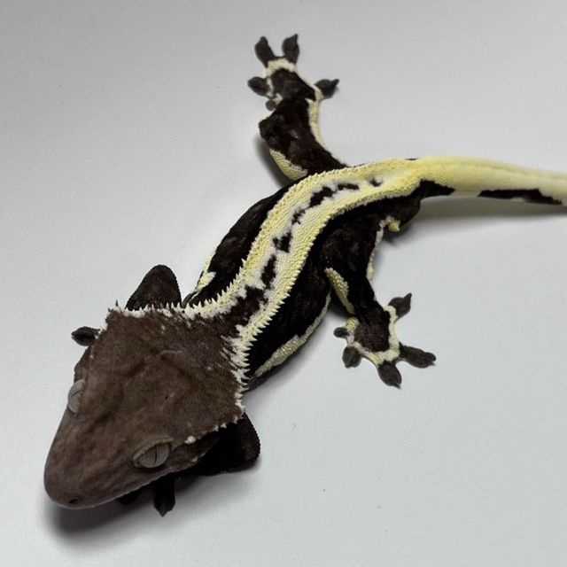 릴잔틱 슈퍼스트라이프