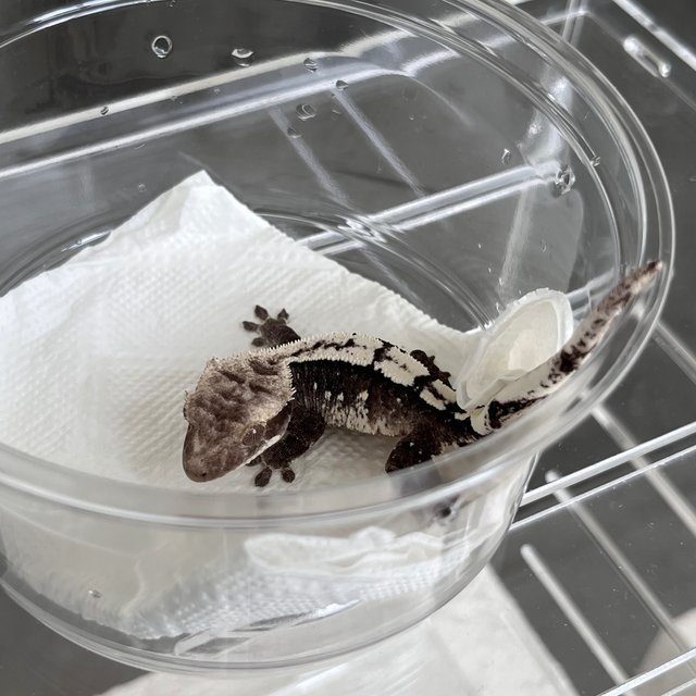 White Spot Axanthic