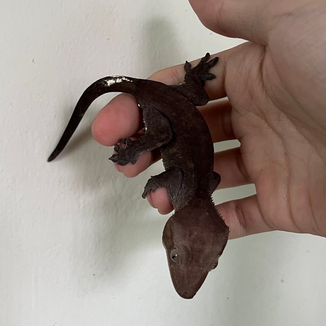 Axanthic