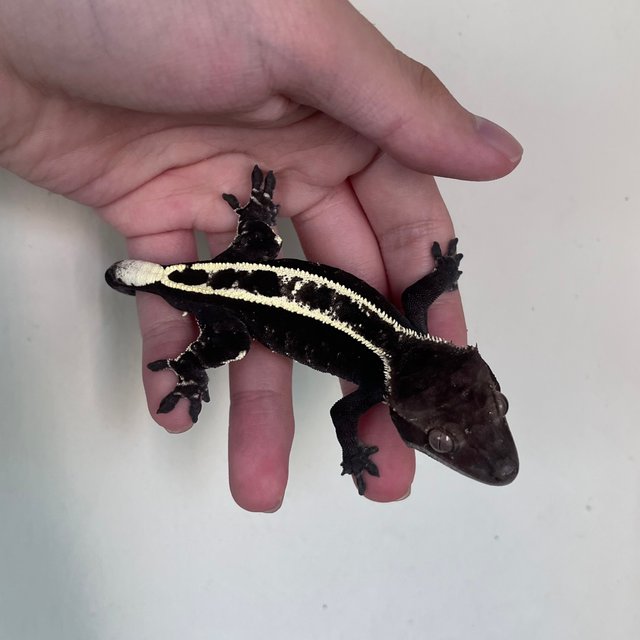 Cappuccino Axanthic Dark