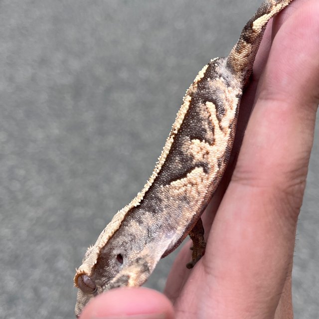 100% Het Axanthic White Spot
