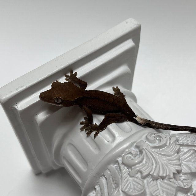 챠콜 팬텀 카푸치노