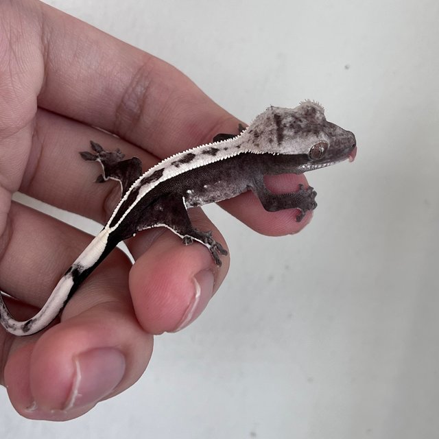 아잔틱 화이트스팟 화이트 풀핀