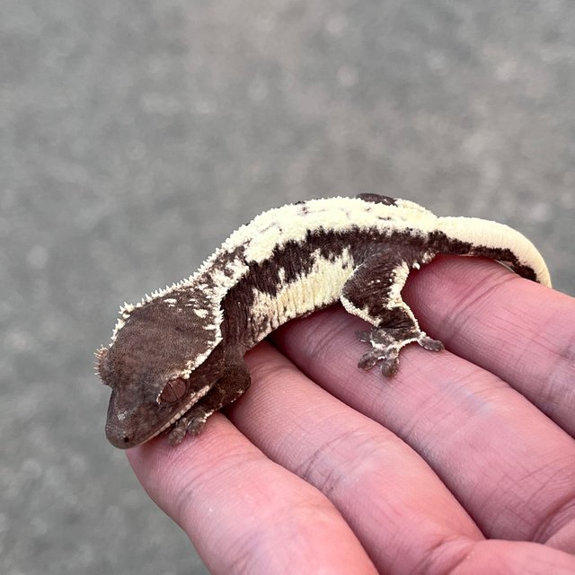 Lilly Axanthic Axanthic LW Sable Sable