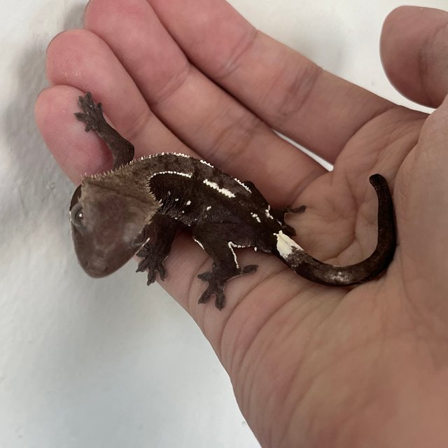 Axanthic