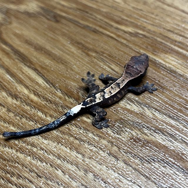 세이블