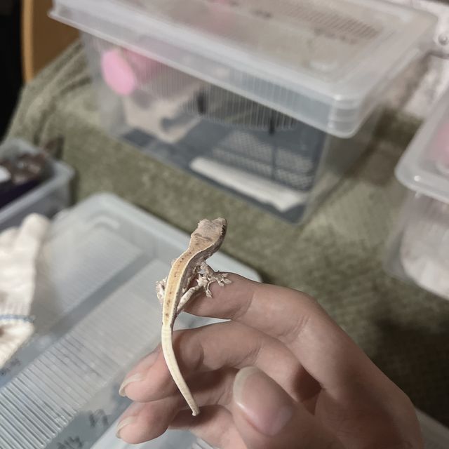 프라푸치노