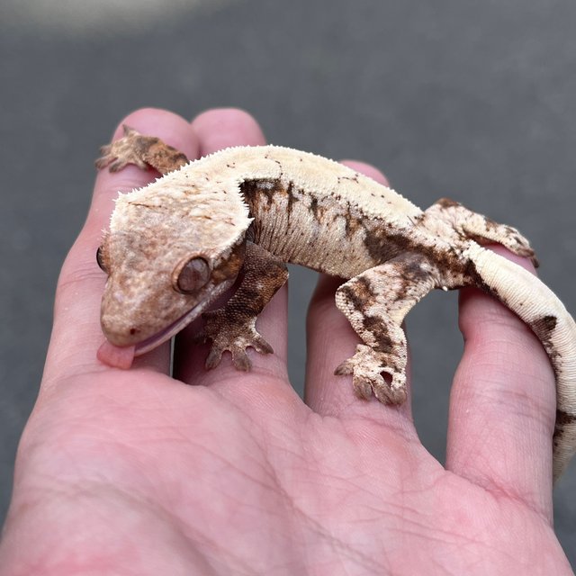 Drippy Sable White Spot