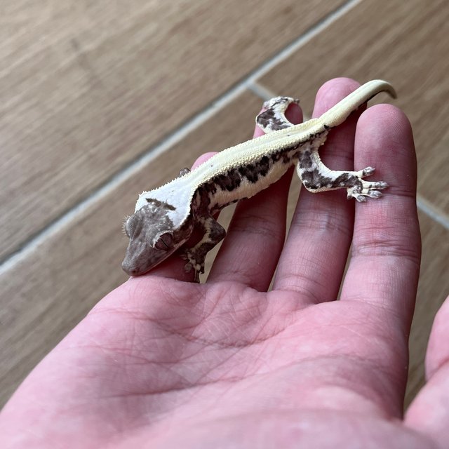 릴잔틱 솔리드백