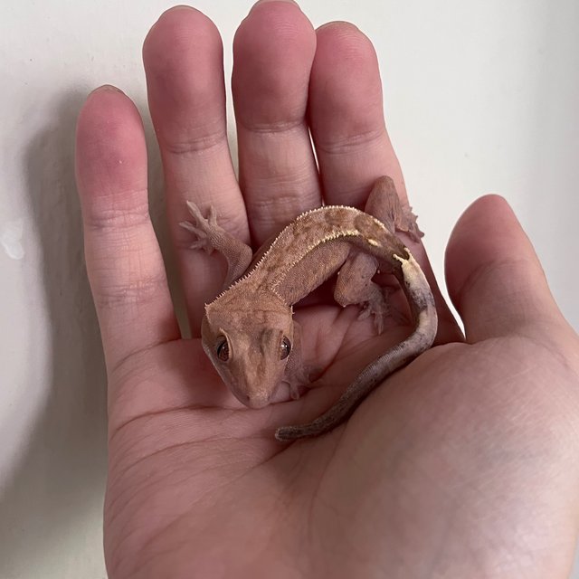 Hypo