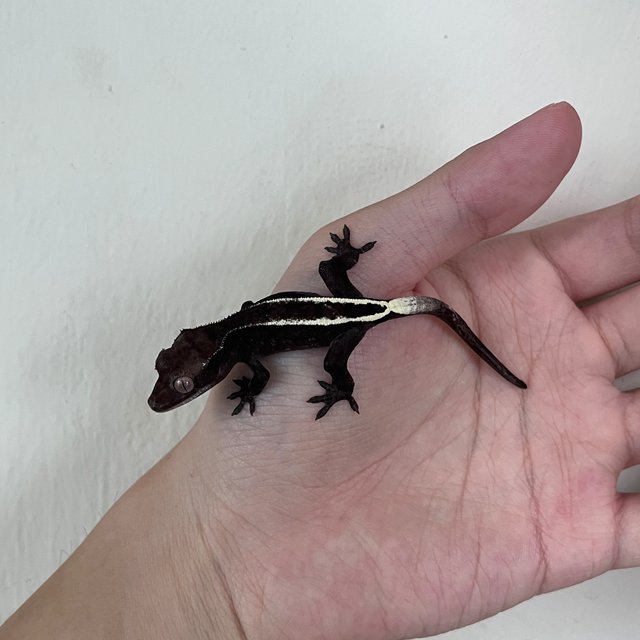 Cappuccino Axanthic