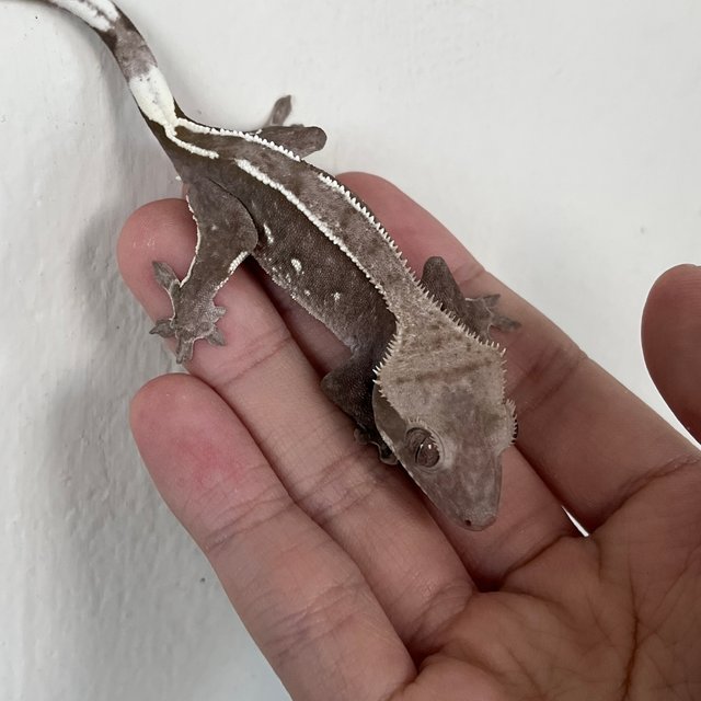 Axanthic