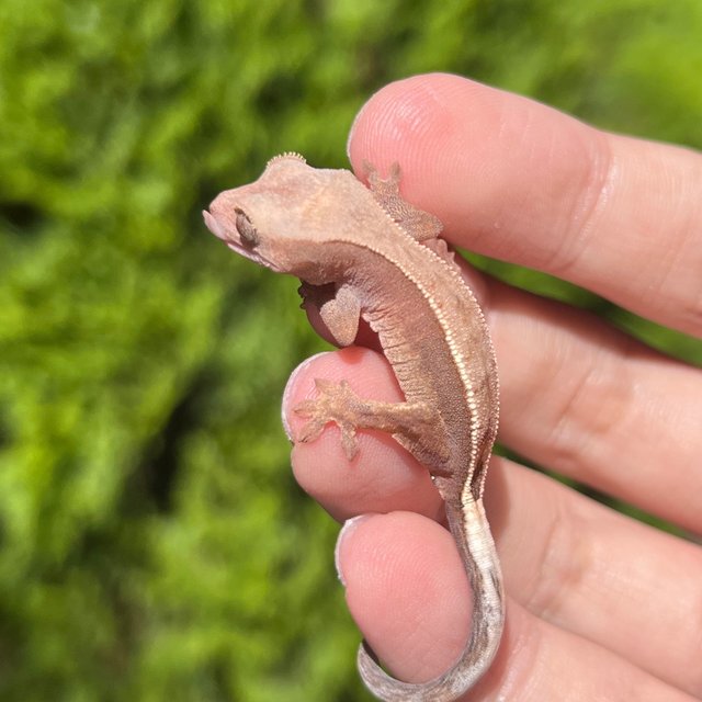 Hypo Cappuccino
