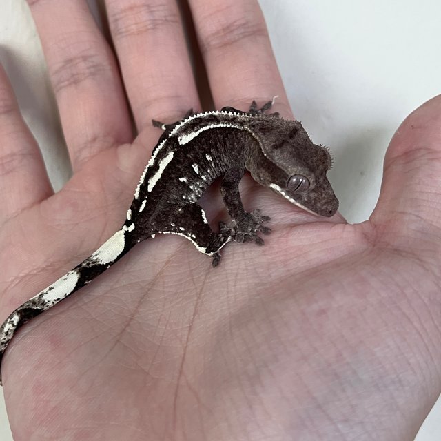 Axanthic White Spot
