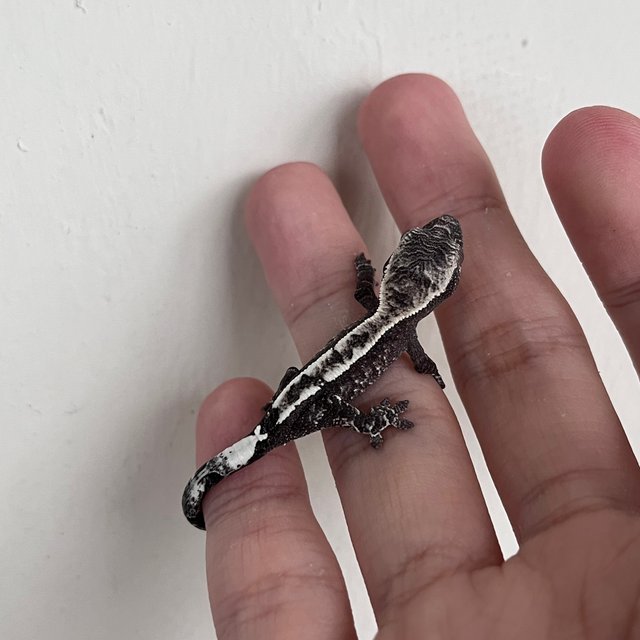 카푸치노 아잔틱 화이트스팟