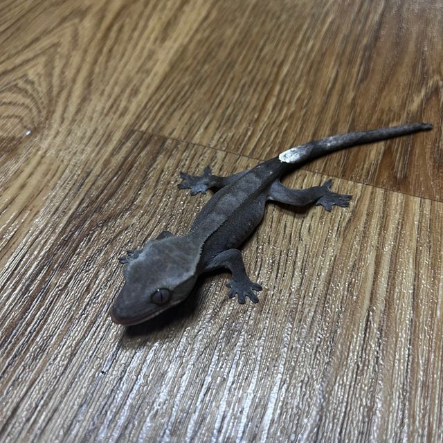 아잔틱