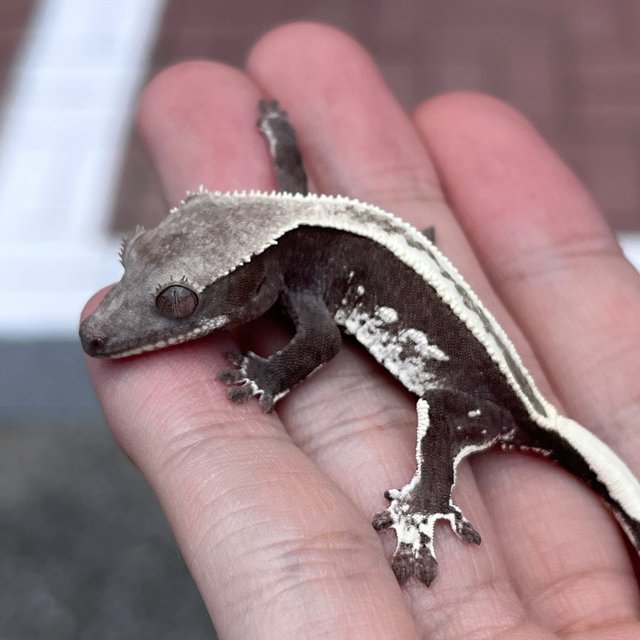 White Spot Axanthic White