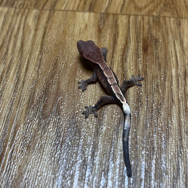 세이블