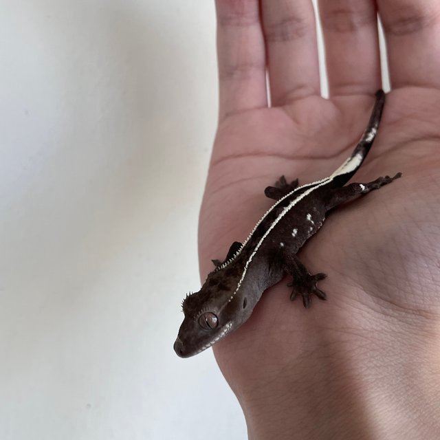 아잔틱 풀핀 화이트핀