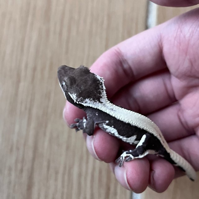 릴잔틱 솔리드백 다크