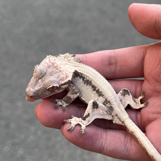 100% Het Axanthic Lilly 100% Het Axanthic LW Sable