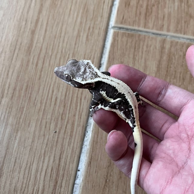 릴잔틱 솔리드백