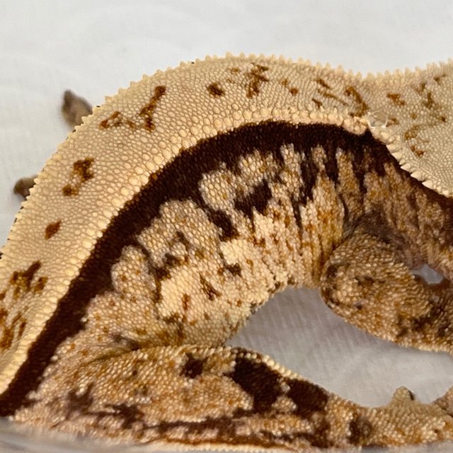 100% Het Axanthic Full Pinstripe Quad White Spot