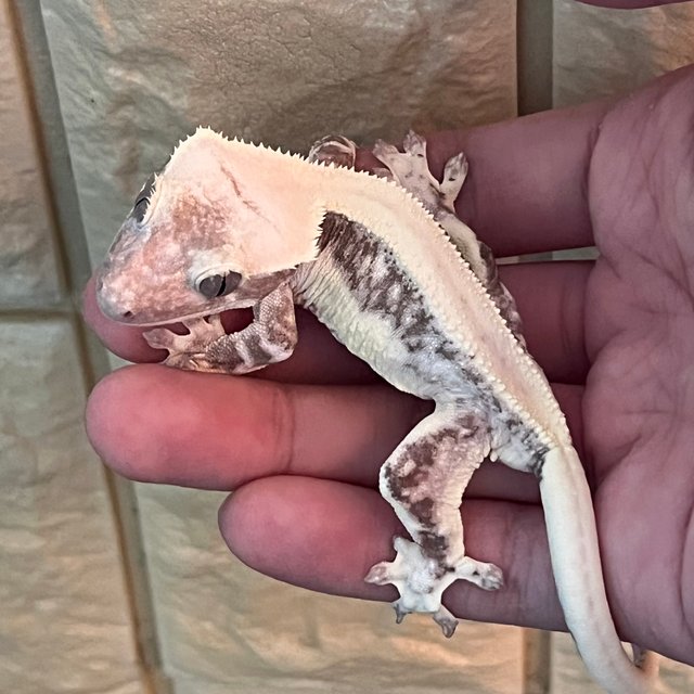 Solid Back Lilly Axanthic White Spot