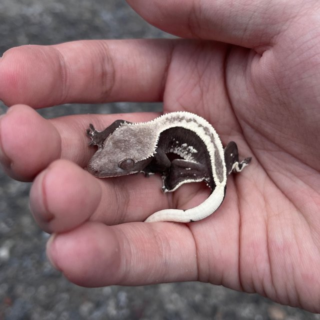 White Spot Axanthic White