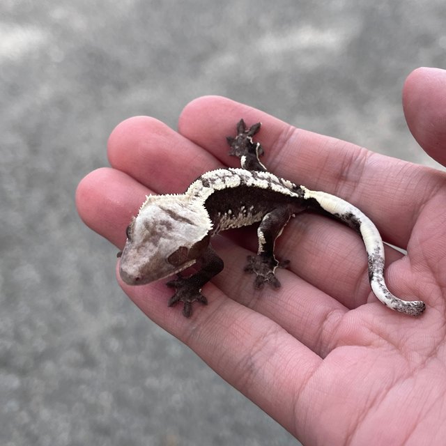 Axanthic White Spot