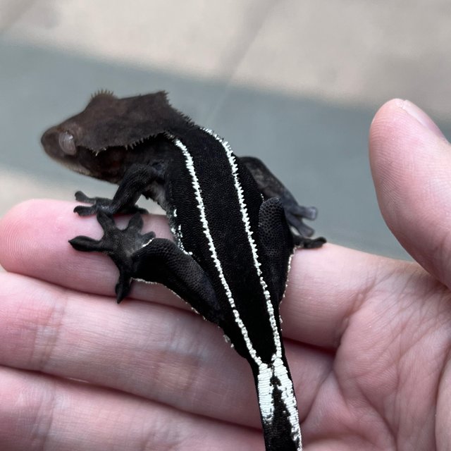 Full Pinstripe Axanthic