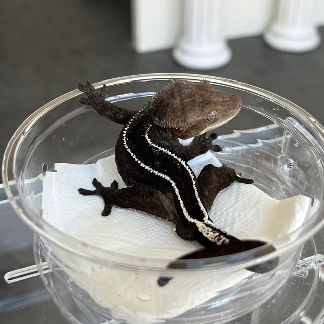 Axanthic Full Pinstripe Super Stripe Quad