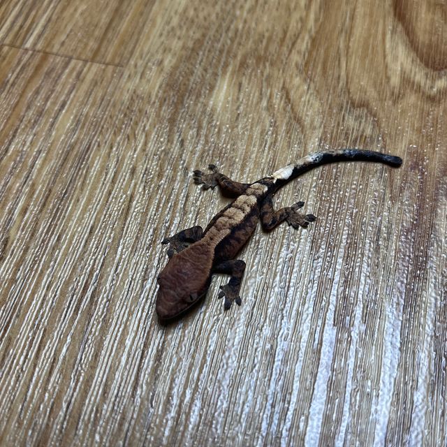 세이블
