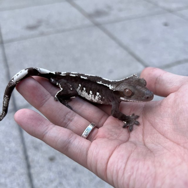 White Spot Axanthic